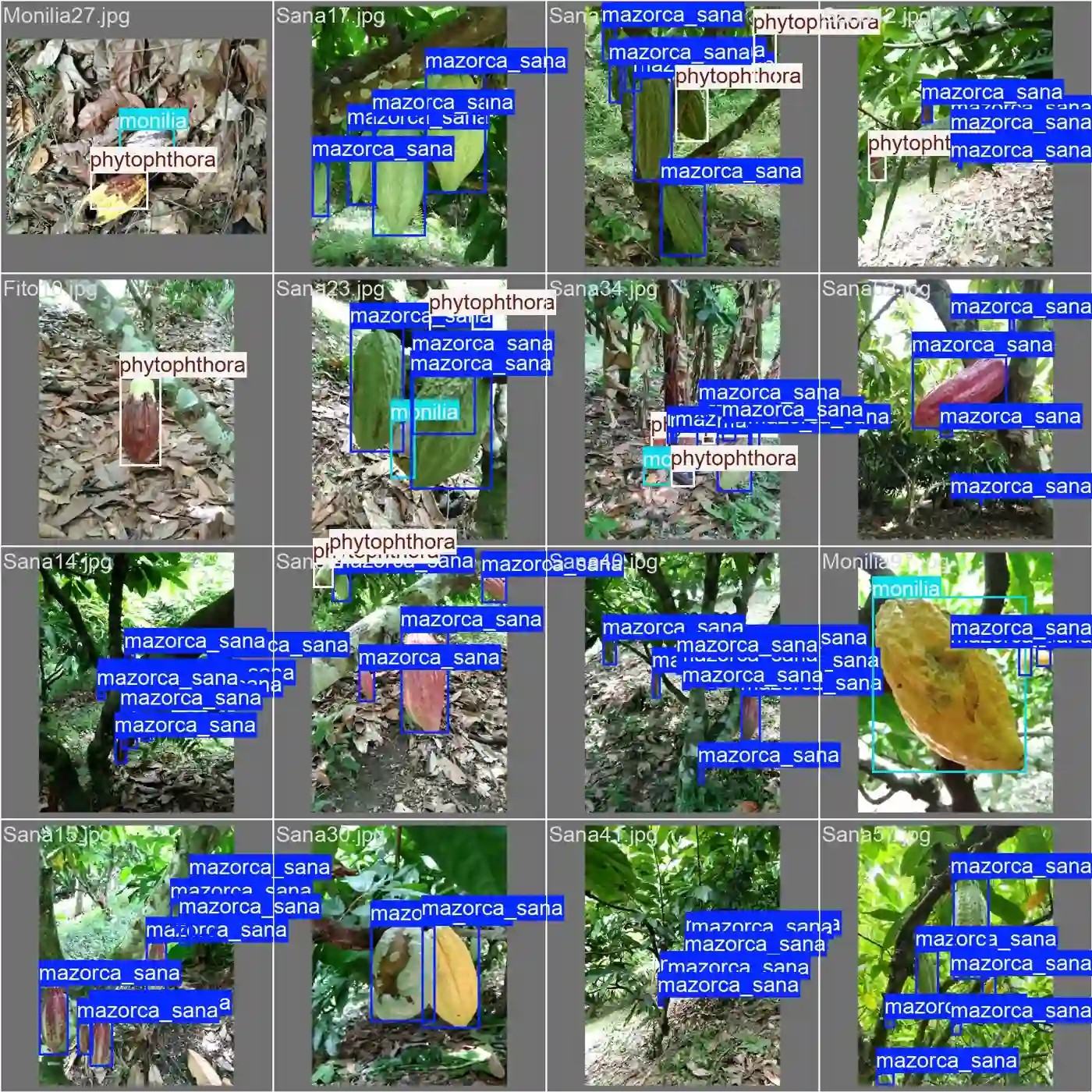 Cacao antes
